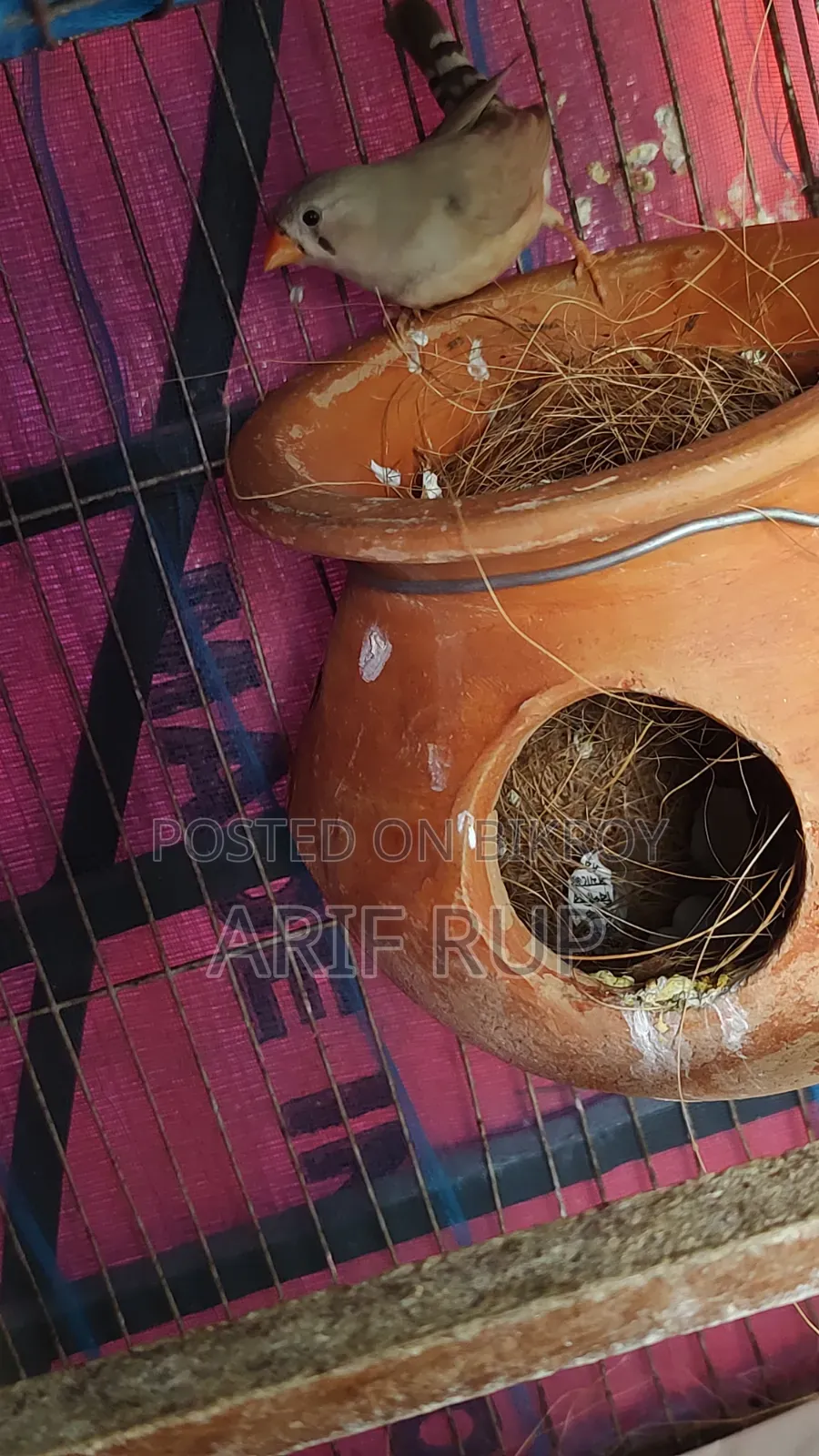 Zebra Finches