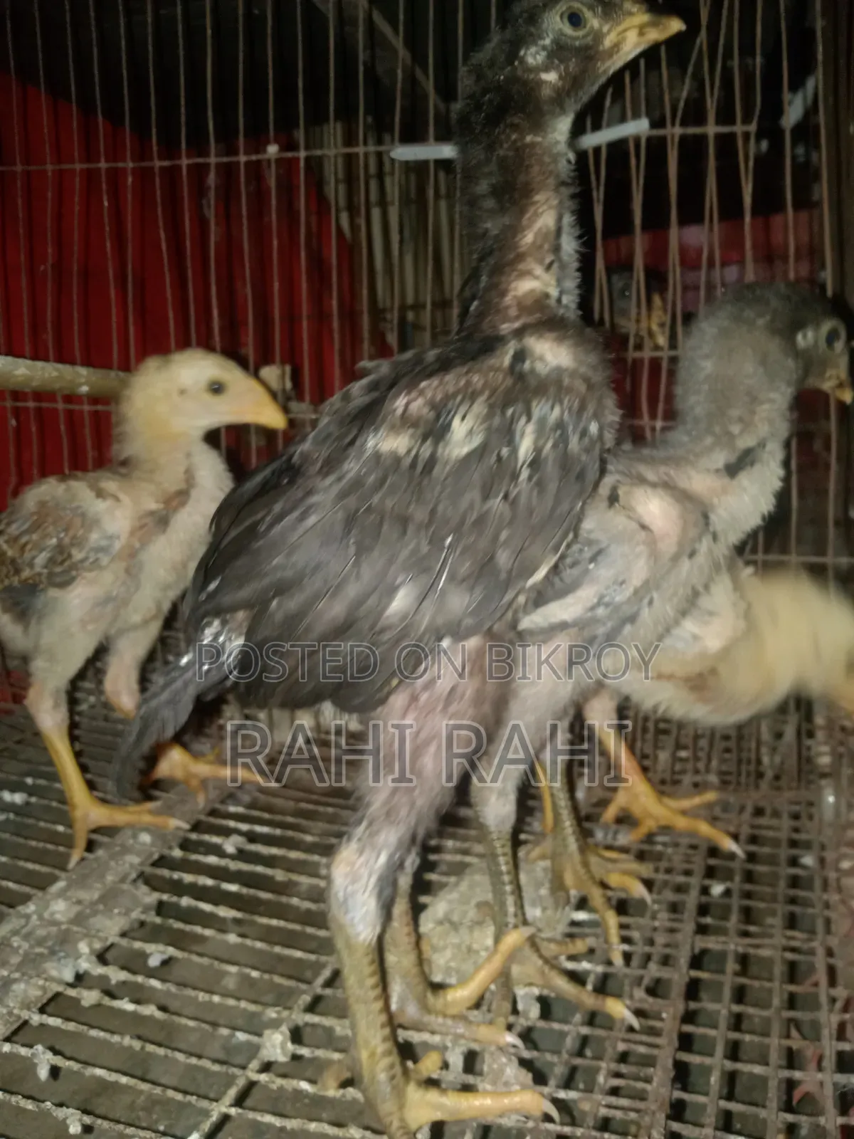 Asil Chicken Chicks