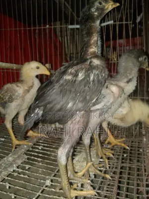 Asil Chicken Chicks