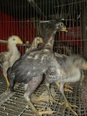 Asil Chicken Chicks