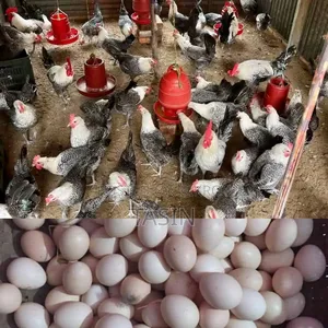 রানিং ডিমপাড়া অরিজিনাল মিশরীয় ফাউমি