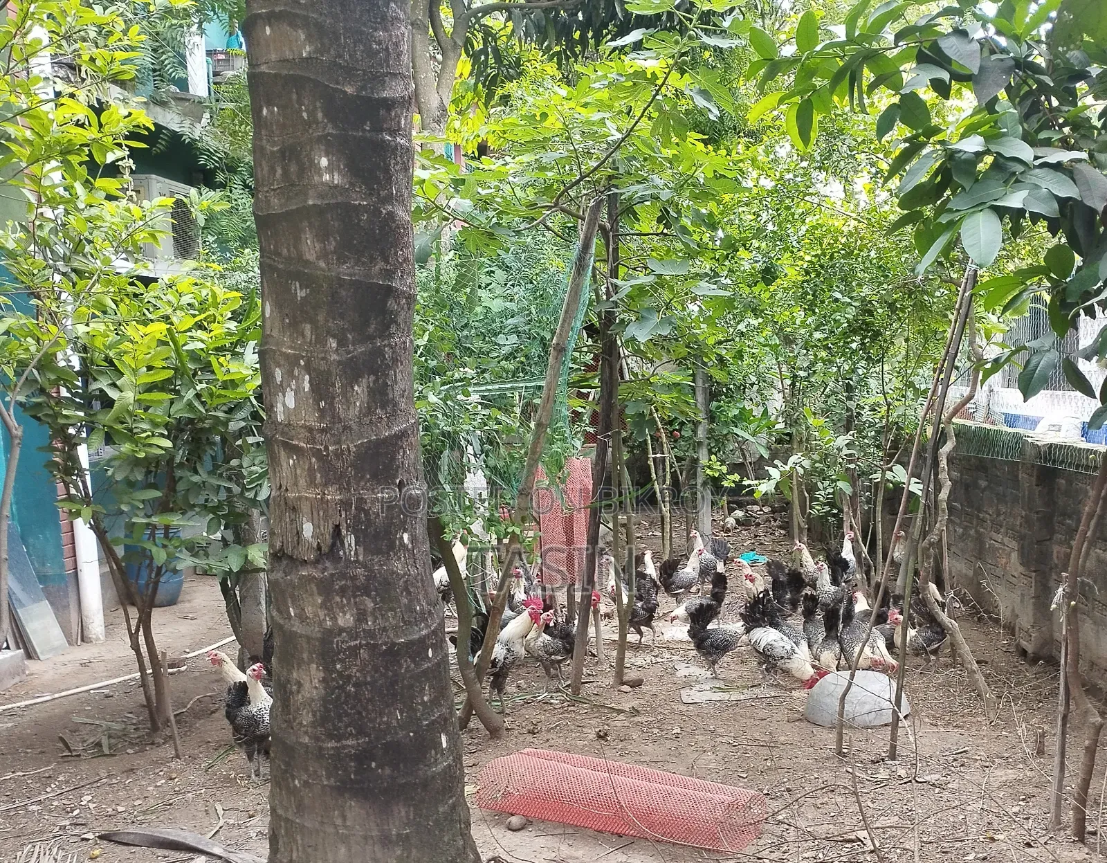 রানিং ডিমপাড়া অরিজিনাল মিশরীয় ফাউমি
