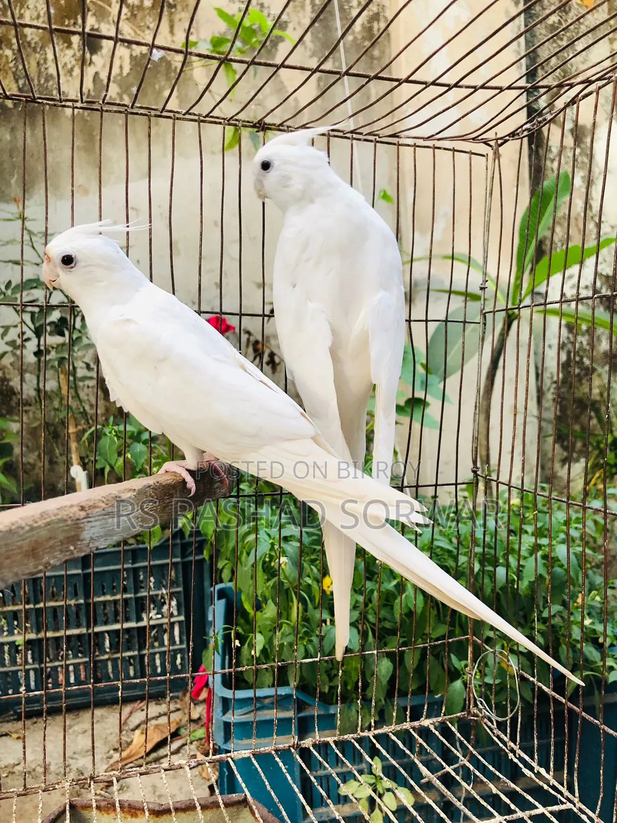 Cocktiel Running Pair