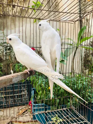 Cocktiel Running Pair
