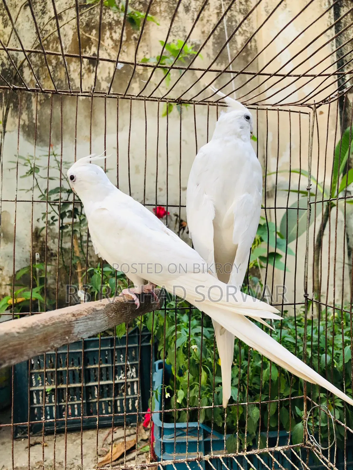 Cocktiel Running Pair
