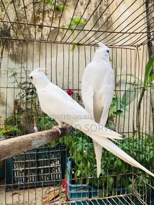 Cocktiel Running Pair