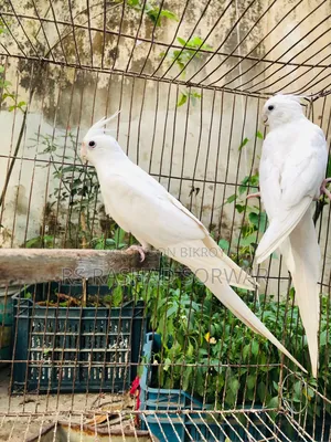 Cocktiel Running Pair