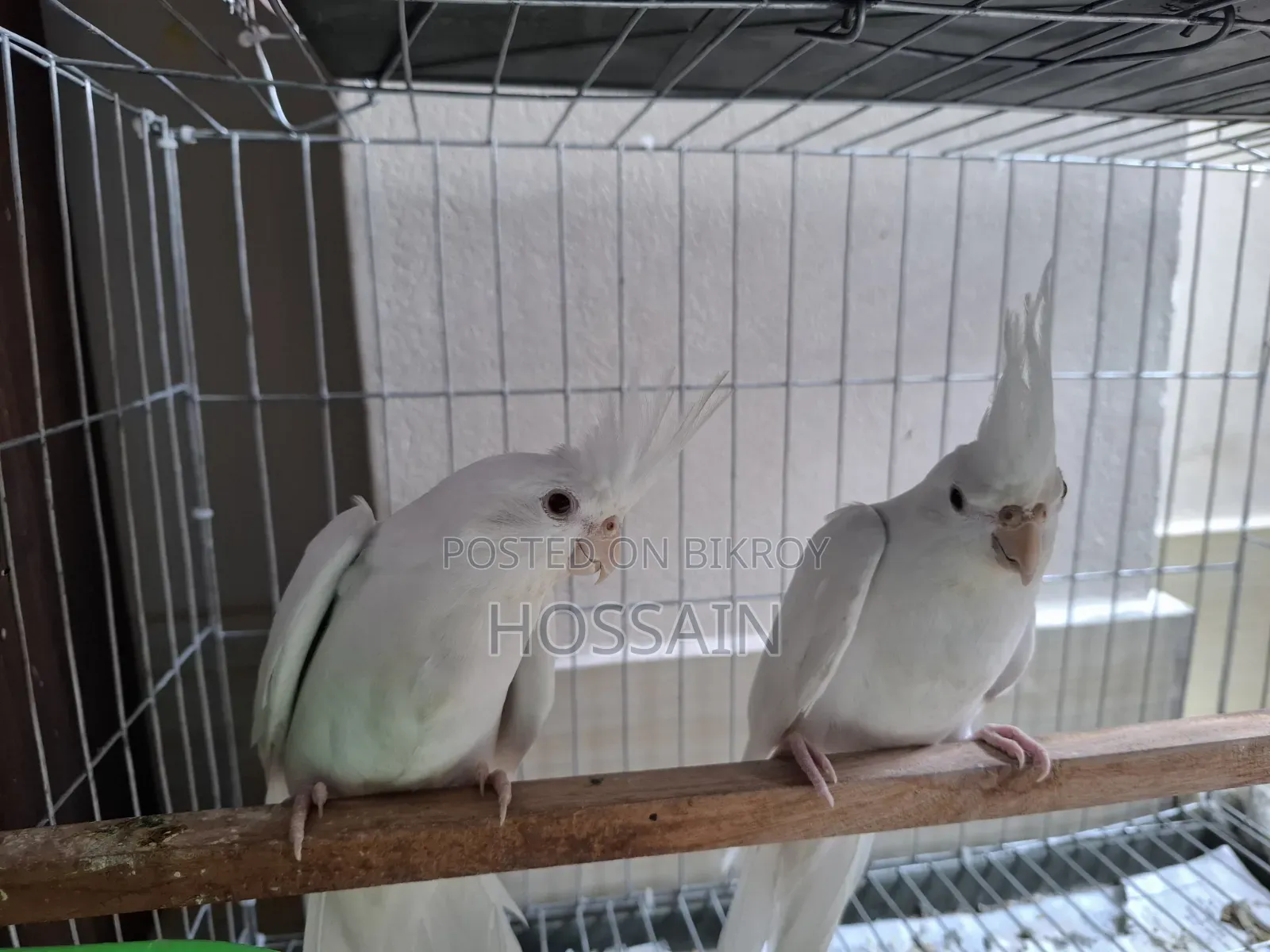 খাঁচাসহ ফুল ফ্রেশ একজোড়া অ্যালবিনো ককাটেল পাখি বিক্রি হবে।