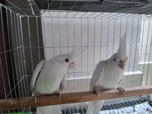 খাঁচাসহ ফুল ফ্রেশ একজোড়া অ্যালবিনো ককাটেল পাখি বিক্রি হবে।
