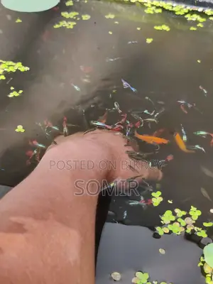 মলি গাপ্পি পাইকারি বিক্রি হবে।