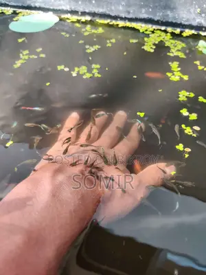 মলি গাপ্পি পাইকারি বিক্রি হবে।