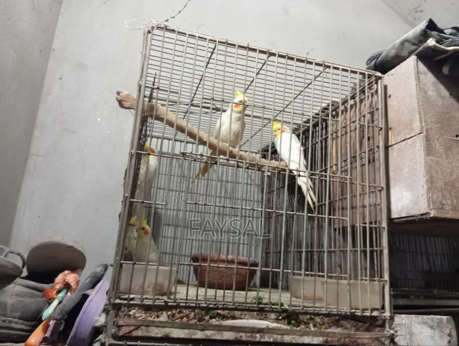 Cockatiel Lot