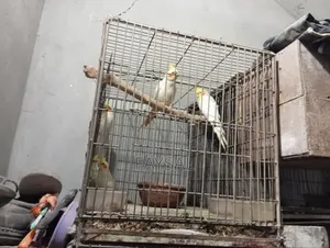 Cockatiel Lot