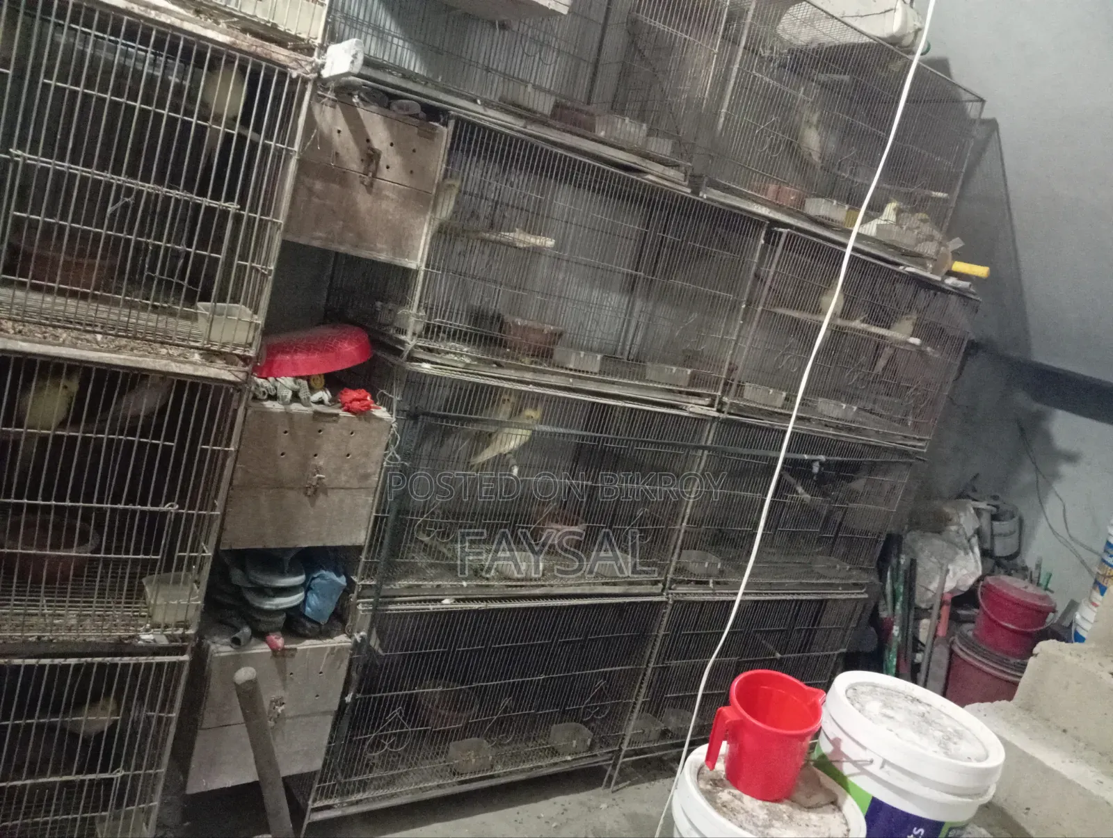 Cockatiel Lot