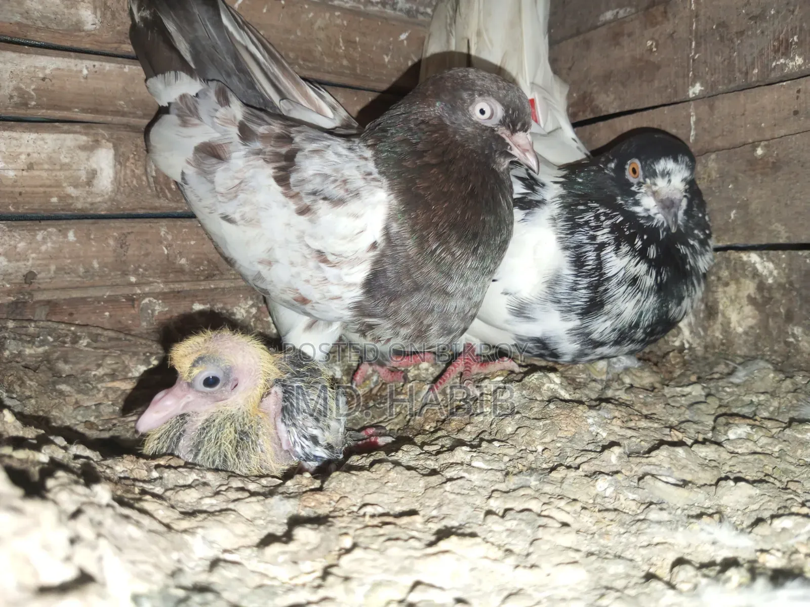 Running Pair of Pigeons