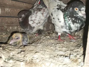 Running Pair of Pigeons