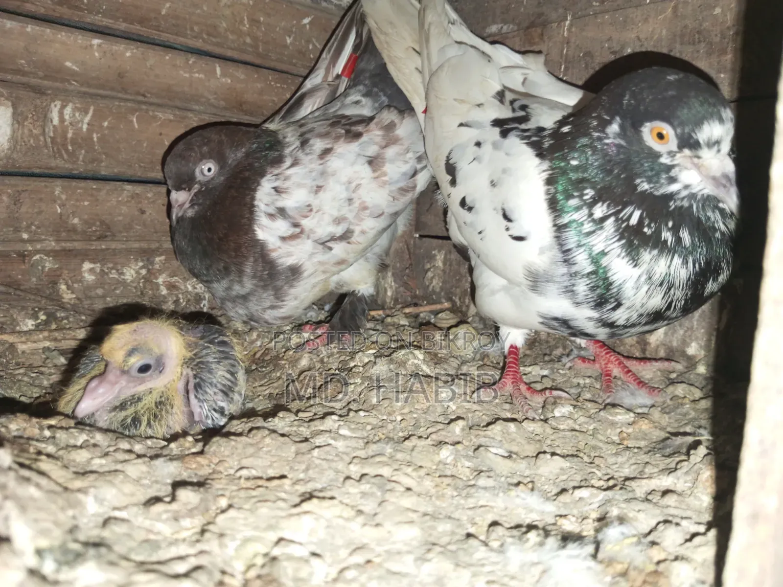 Running Pair of Pigeons