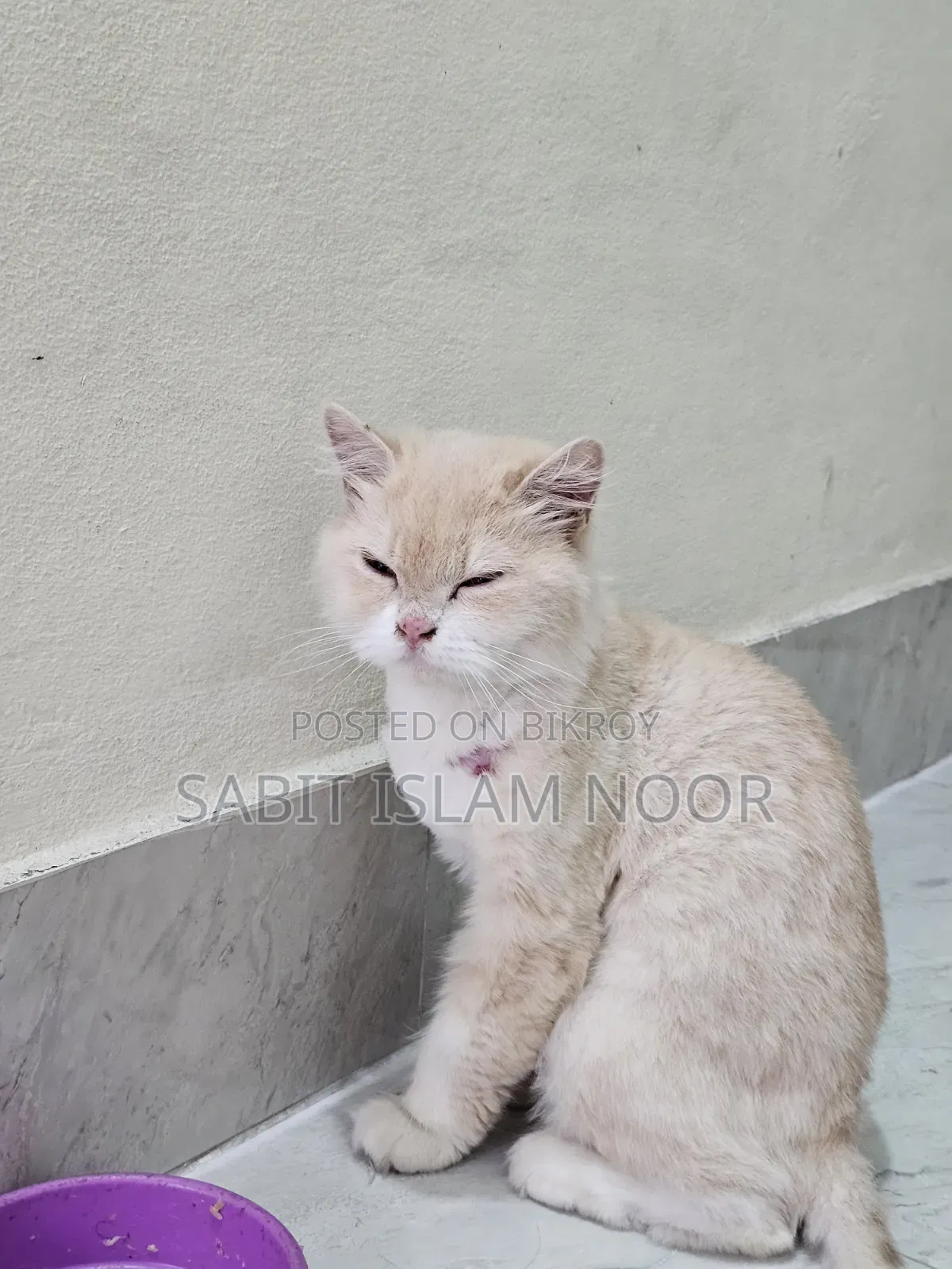 1+ Year Female Purebred Persian
