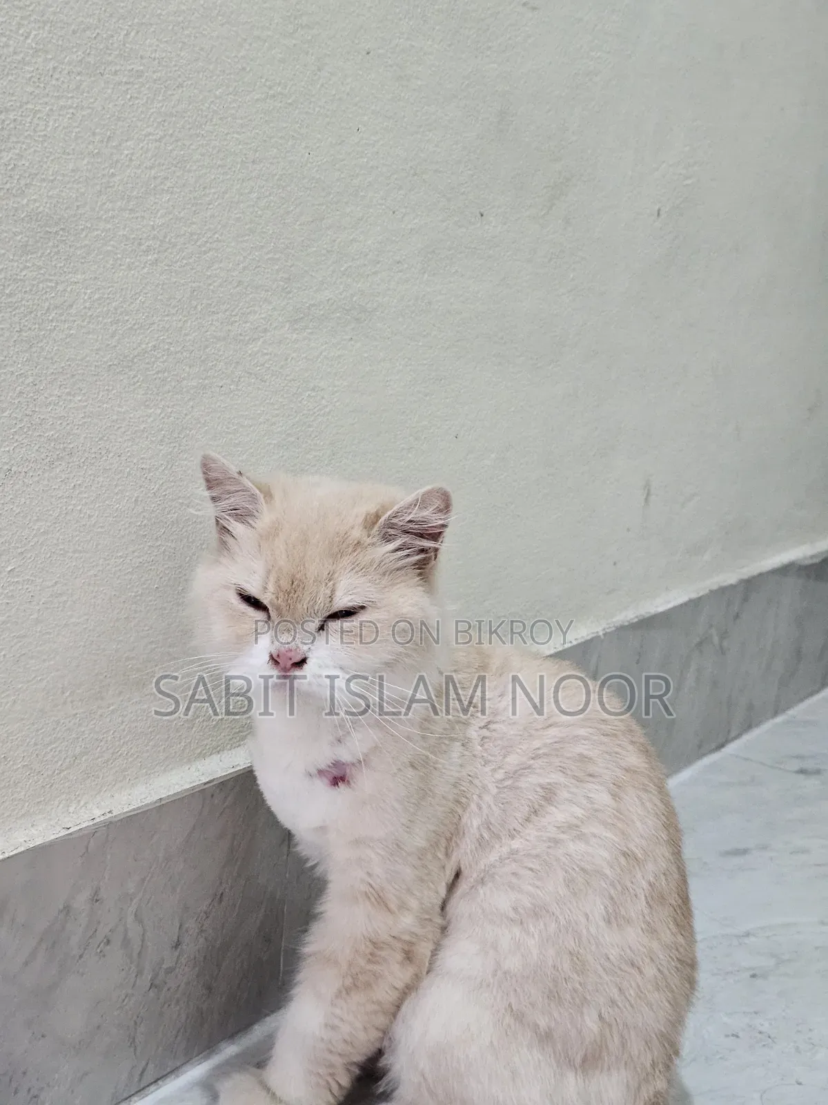 1+ Year Female Purebred Persian