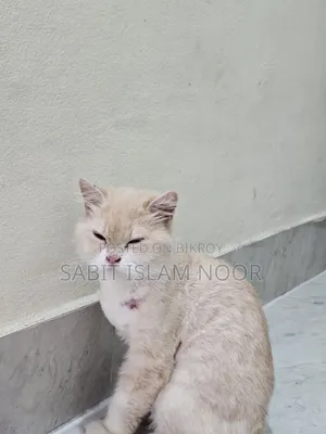 1+ Year Female Purebred Persian