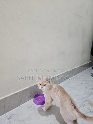 1+ Year Female Purebred Persian