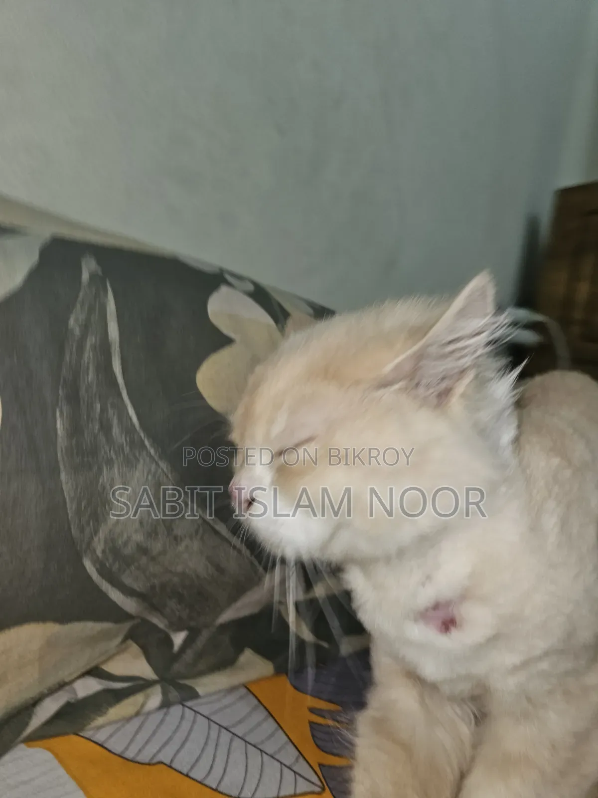 1+ Year Female Purebred Persian