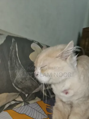 1+ Year Female Purebred Persian
