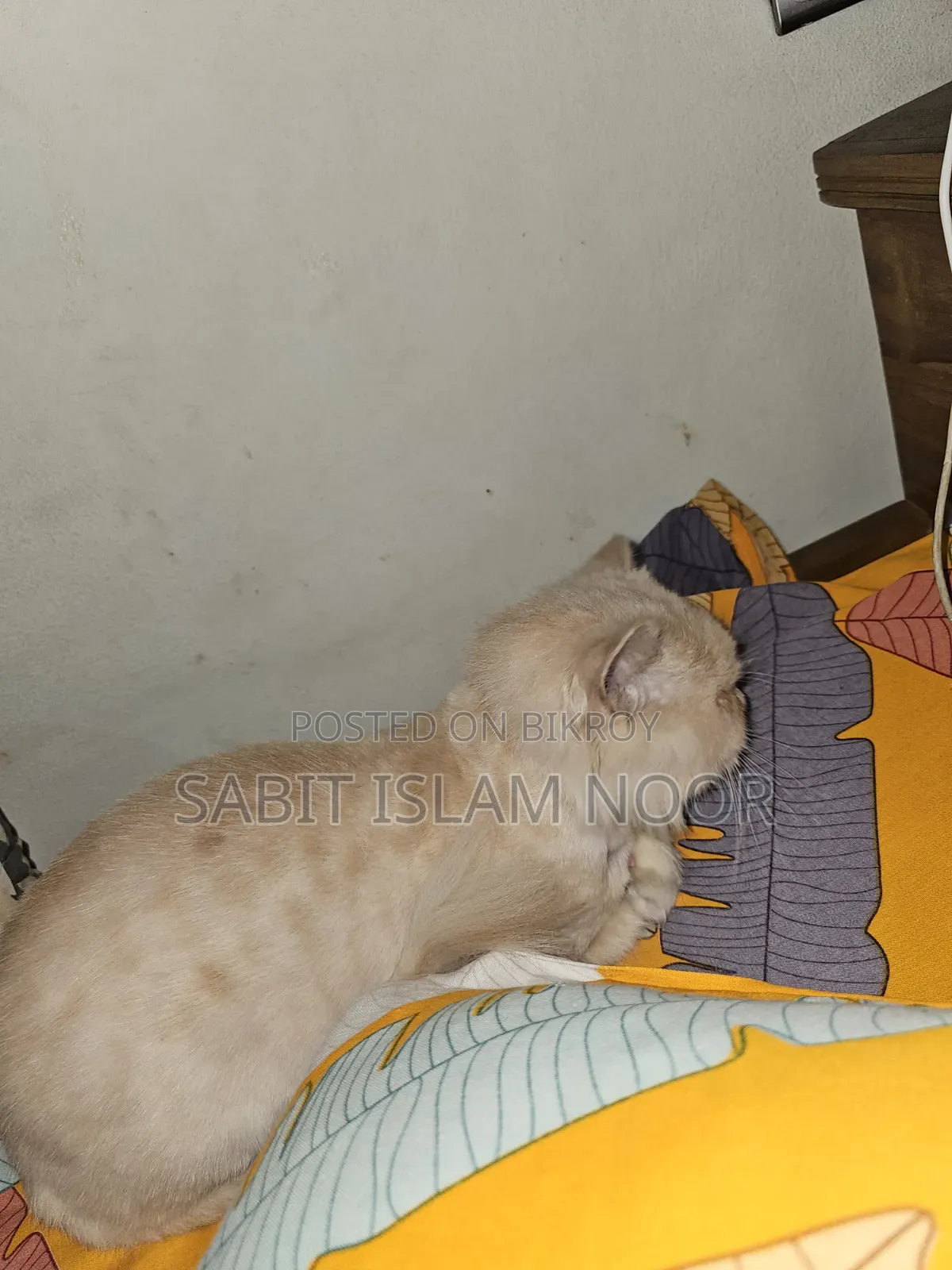 1+ Year Female Purebred Persian