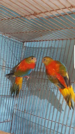 Turquoisine Parakeet