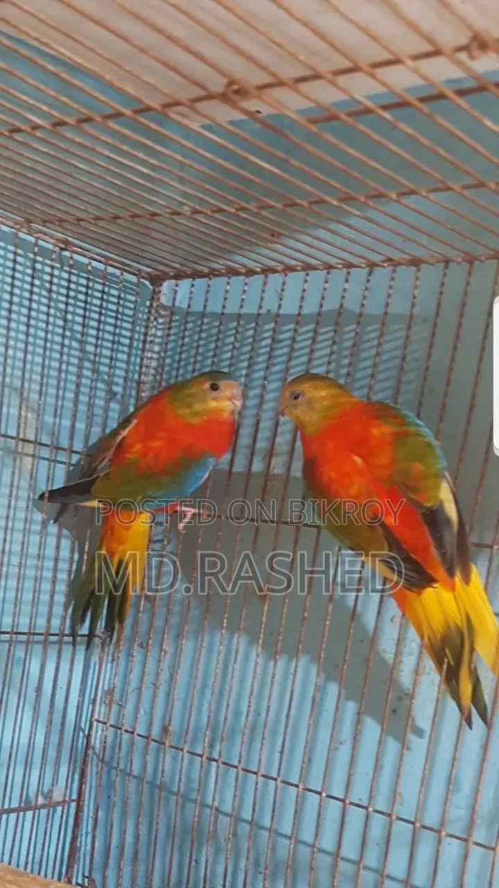 Turquoisine Parakeet