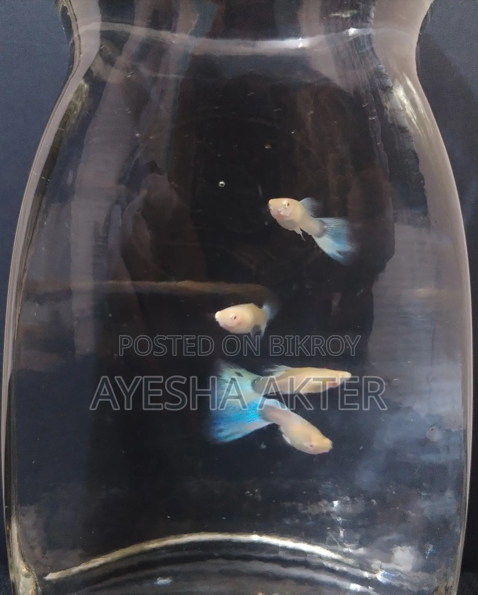 Blue Topaz Guppy