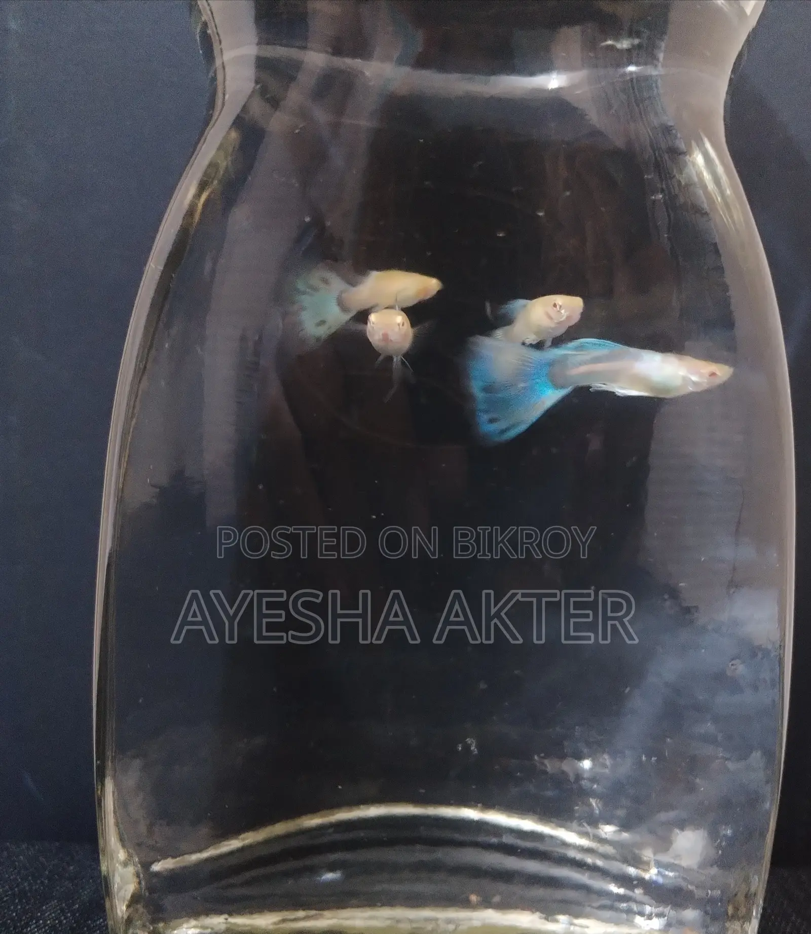 Blue Topaz Guppy