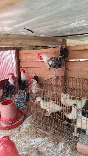 Fayoumi Rooster for Sale