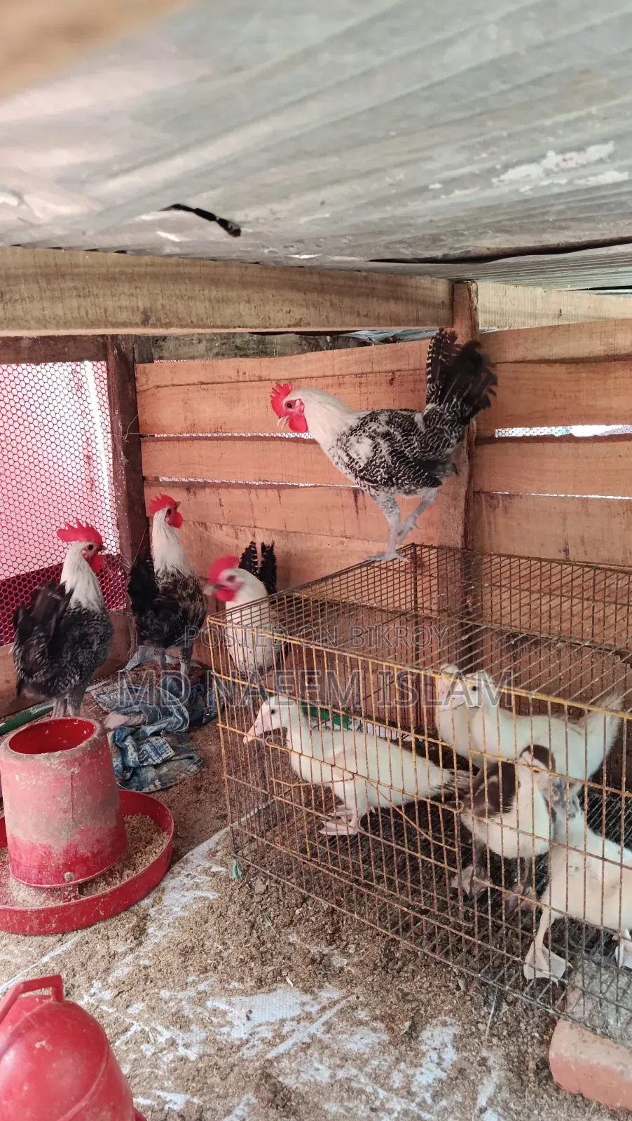 Fayoumi Rooster for Sale