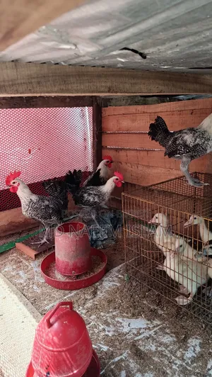 Fayoumi Rooster for Sale