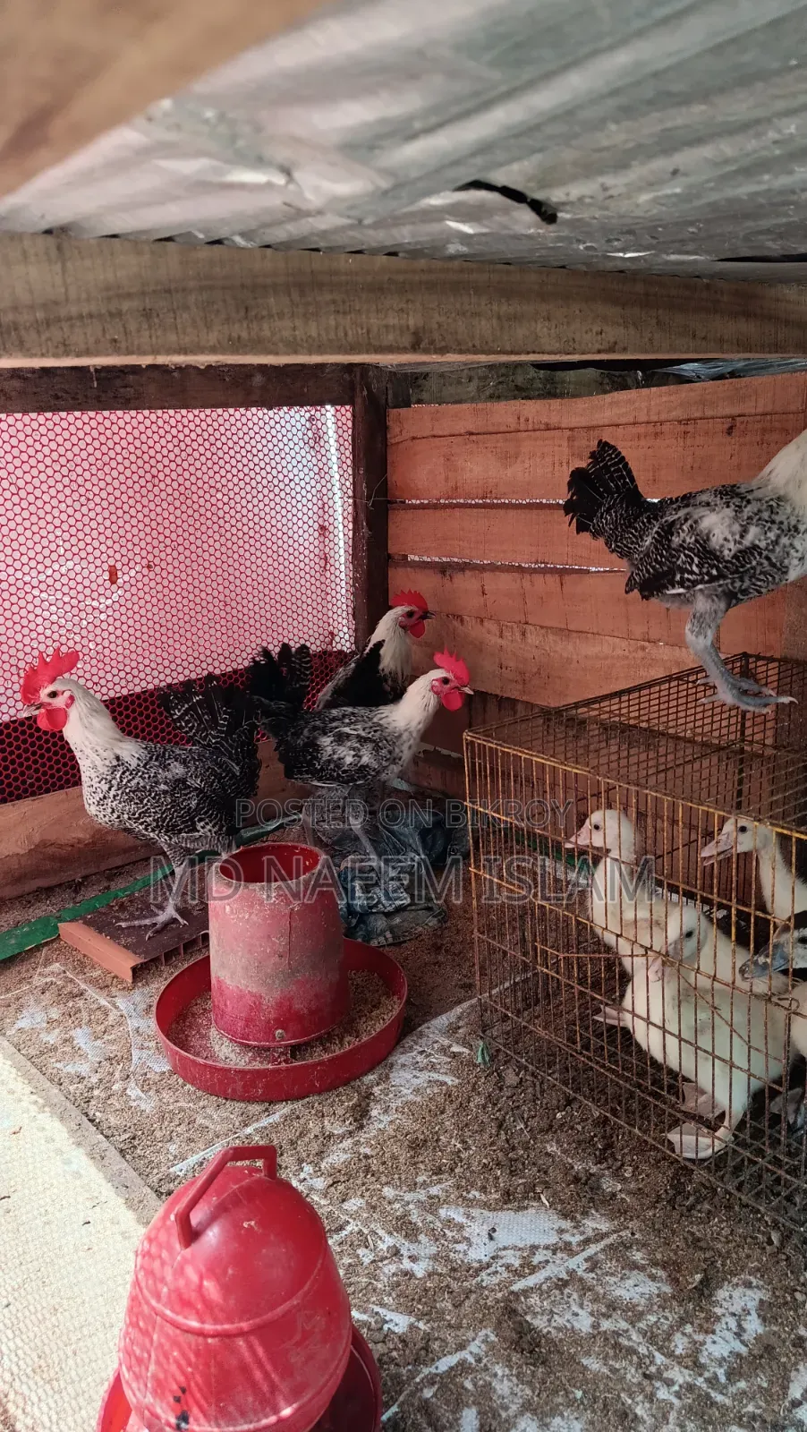 Fayoumi Rooster for Sale