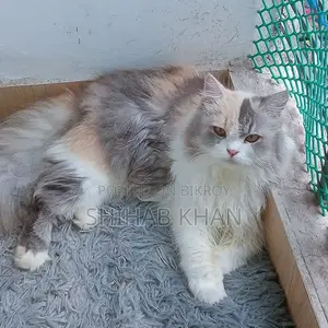 ১+ বছরের ফিমেল পিওরব্রেড পার্সিয়ান