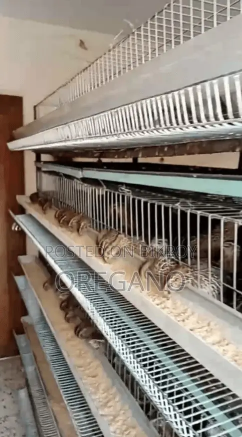 কোয়েল খাঁচা