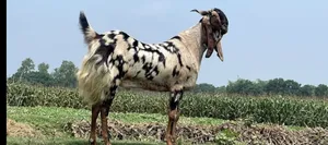 একটি ছাগল বিক্রয় করা হবে।