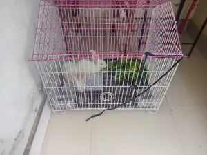 Rabbit for Sale