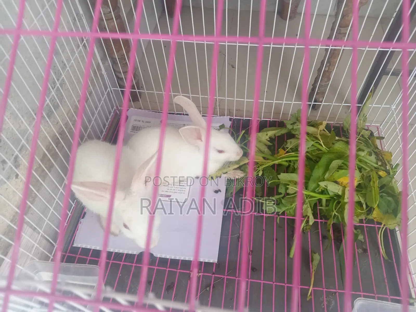 Rabbit for Sale
