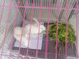 Rabbit for Sale