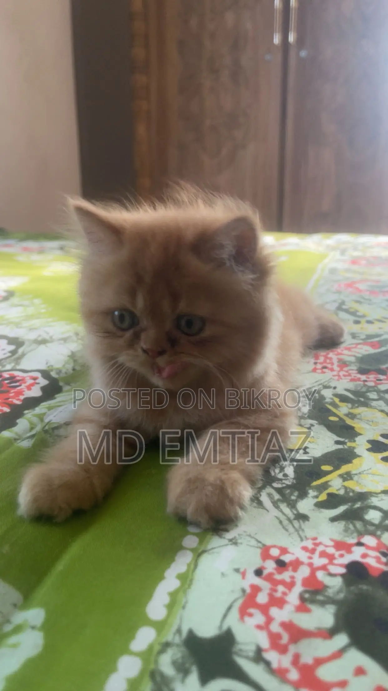 1-3 Months Female Purebred Persian