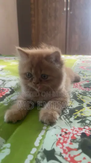 ১-৩ মাসের ফিমেল পিওর ব্রেড পার্সিয়ান