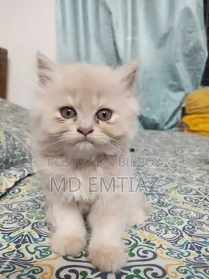 1-3 Months Female Purebred Persian