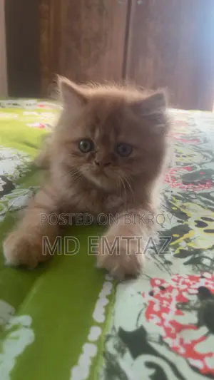 1-3 Months Female Purebred Persian
