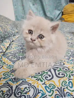 1-3 Months Female Purebred Persian