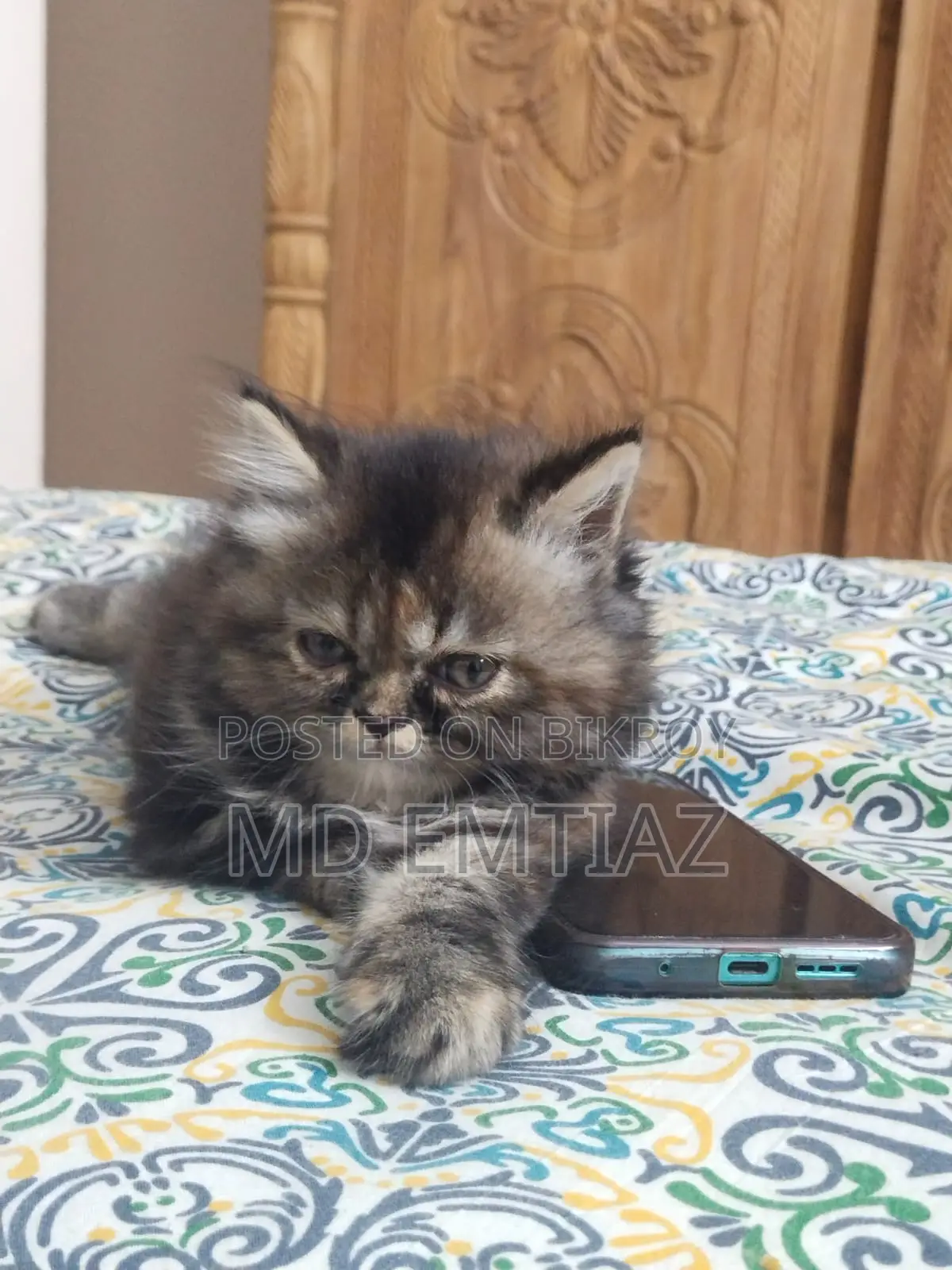 1-3 Months Female Purebred Persian