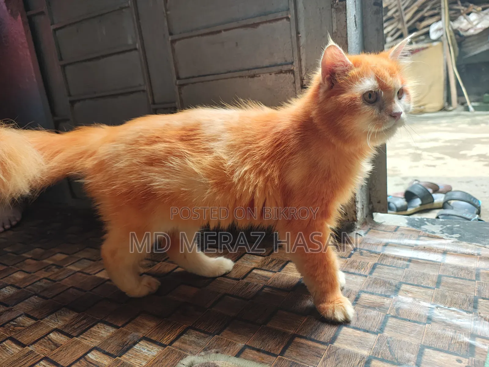 ১ বছরের বেশি বয়সী ফিমেল মিক্সড ব্রিড সাভানা