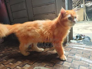 ১ বছরের বেশি বয়সী ফিমেল মিক্সড ব্রিড সাভানা